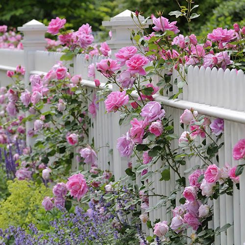 Garden Trellis Climbing Rose