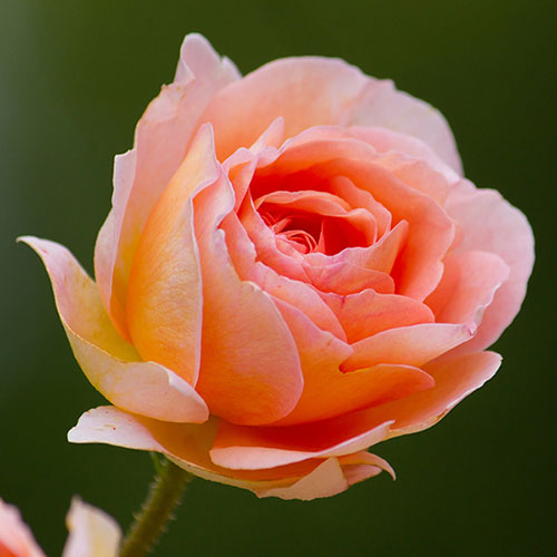 Patio Standard Peach Rose