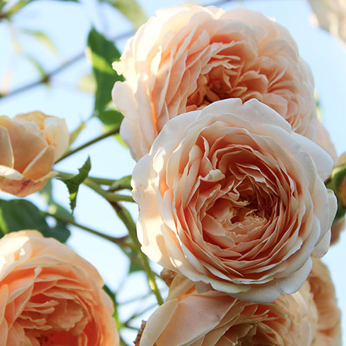 Patio Standard Peach Rose