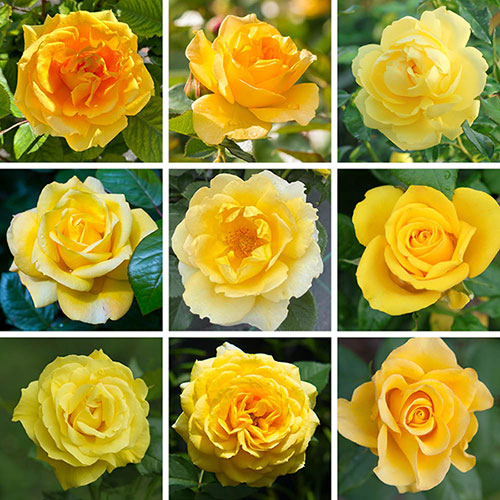 Personalise Your Own Yellow Rose