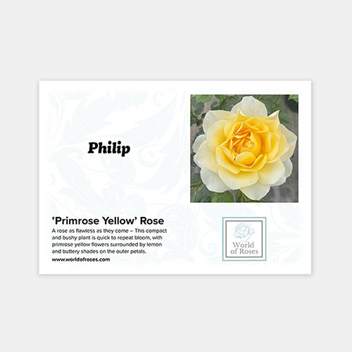 Personalise Your Own Yellow Rose