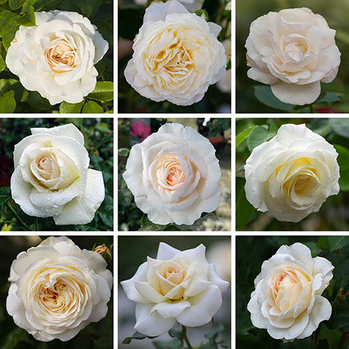 Personalise Your Own Cream Rose