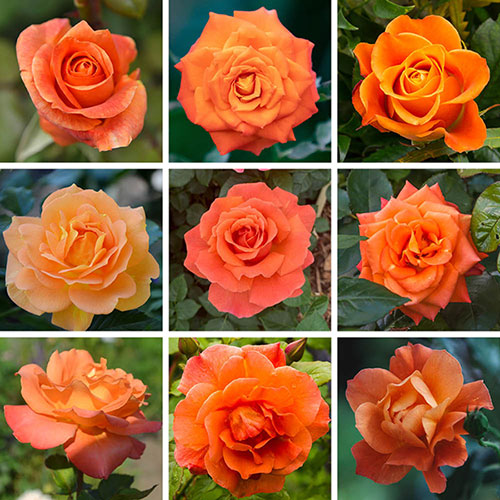 Personalise Your Own Orange Rose