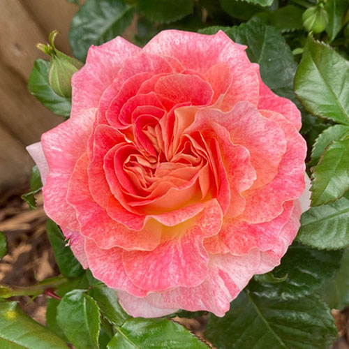 Pamelas Rose