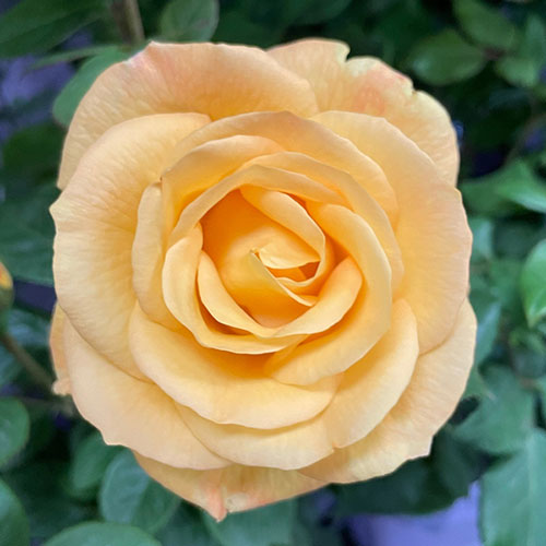 Harkness Rose A Faithful Friend ™ Harkness Rose A Faithful Friend ™