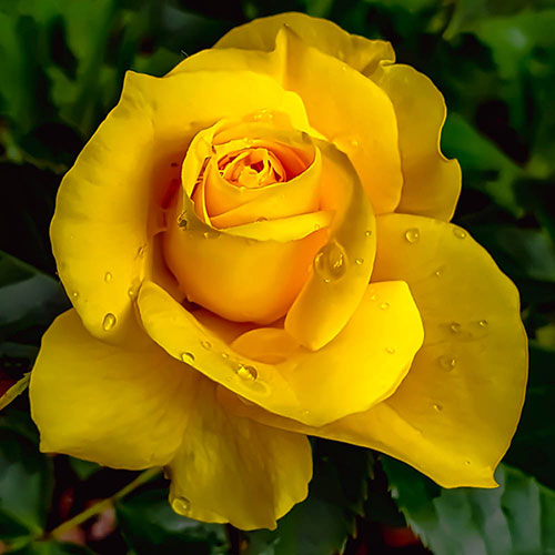 Harkness Rose Our John �