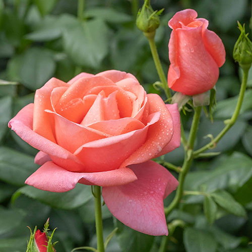 Catherines RoseŽ Catherines RoseŽ