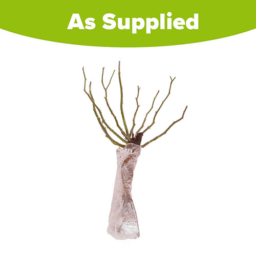 Rose Jacques Cartier