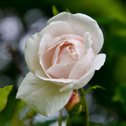 Rose Madame Alfred Carrire