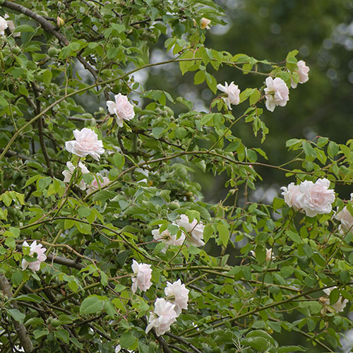 Rose Madame Alfred Carrire