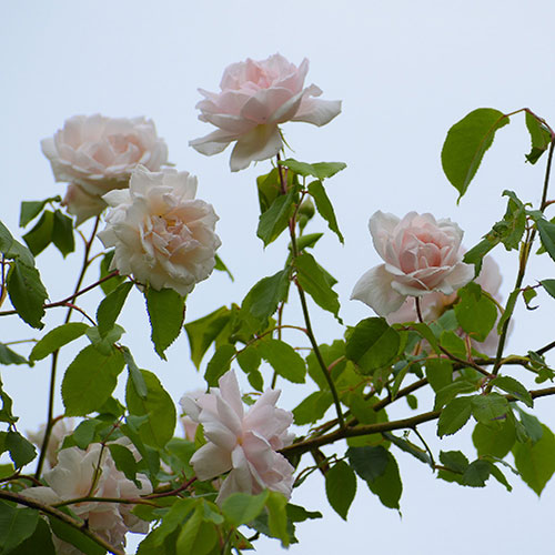 Rose Madame Alfred Carrire