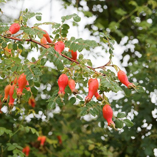 Rose moyesii Geranium Rose moyesii Geranium
