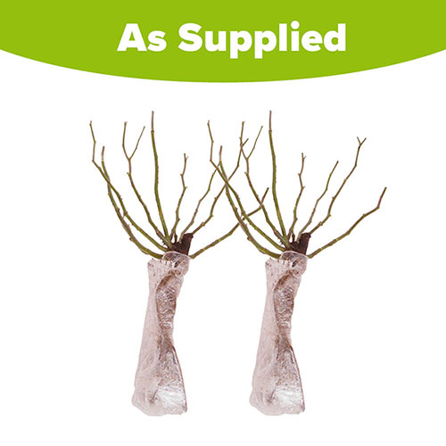 Rose moyesii Geranium Rose moyesii Geranium