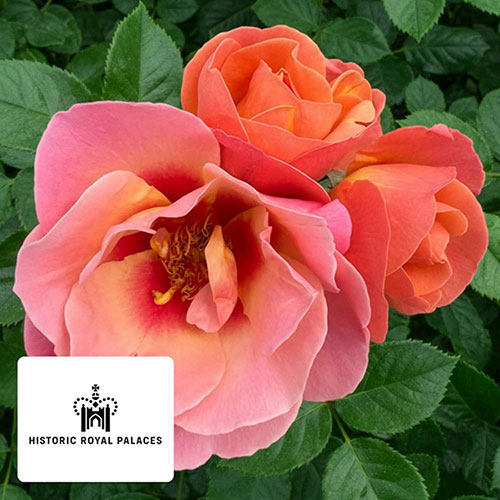 Historic Royal Palaces Rose