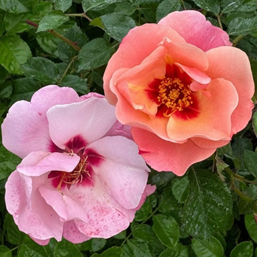 Historic Royal Palaces Rose