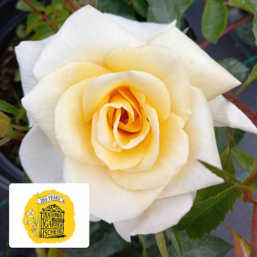 Harkness Rose Lemon Drizzle Harkness Rose Lemon Drizzle