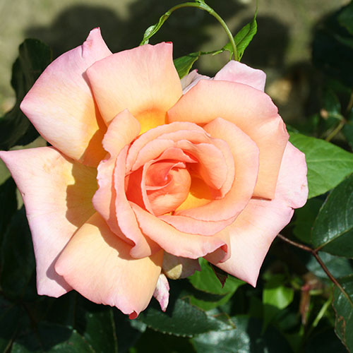 Harkness Climbing Rose Compassion �