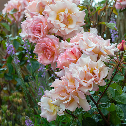 Harkness Climbing Rose Compassion �