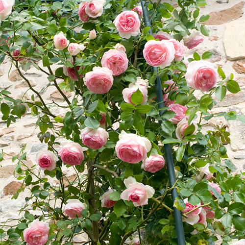 Climbing Rose Eden 88