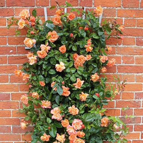 Rose of the Year 2017 Climbing Scent from Heaven