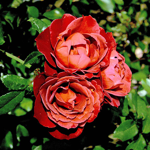Rose of the Year 2006 Hot Chocolate