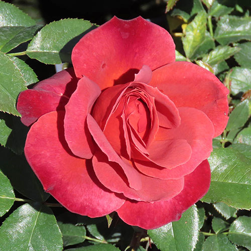 Rose of the Year 2006 Hot Chocolate