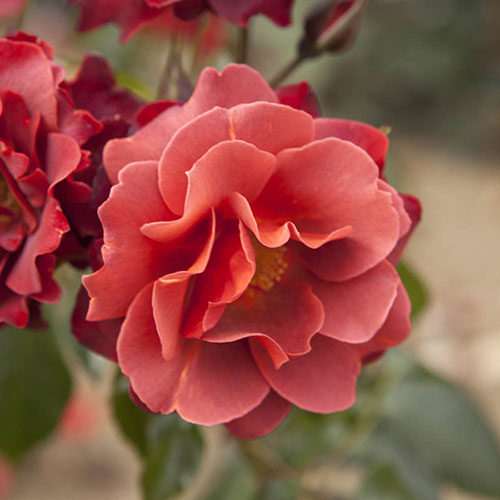 Rose of the Year 2006 Hot Chocolate