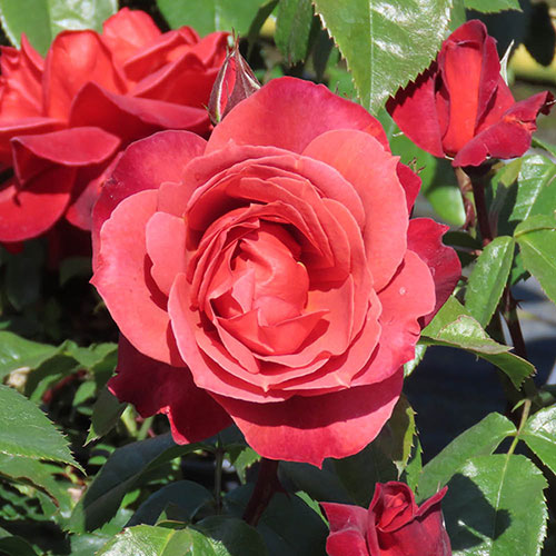 Rose of the Year 2006 Hot Chocolate