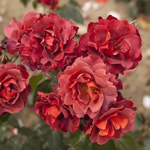 Rose of the Year 2006 Hot Chocolate