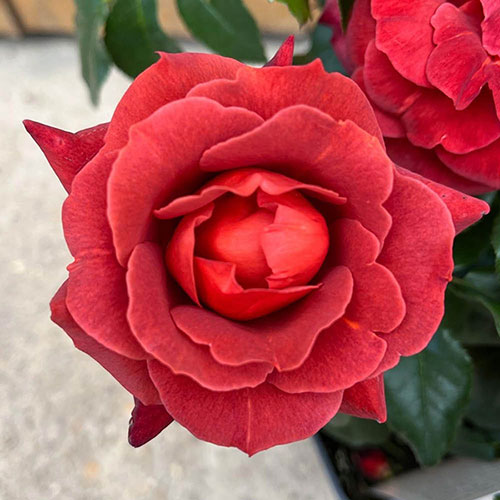 Rose of the Year 2006 Hot Chocolate