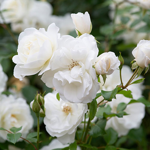 Rose Iceberg Rose Iceberg