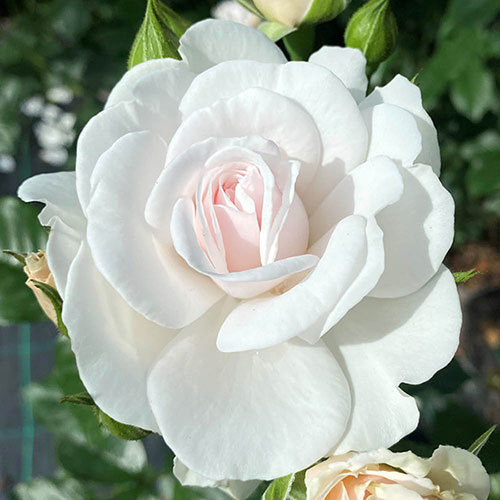 Harkness Rose Silver Wedding 25th Anniversary �