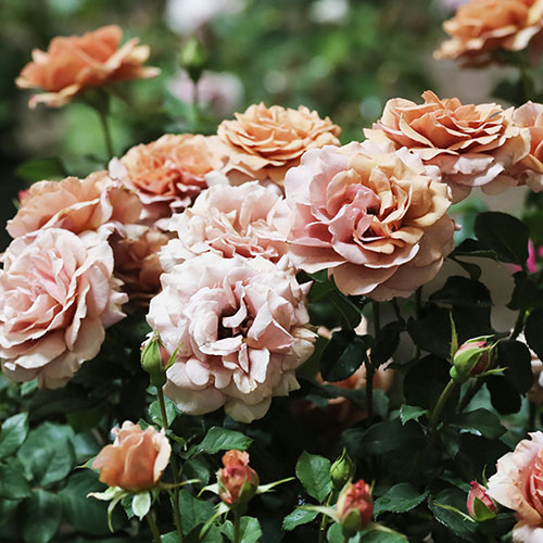 Rose Mokarosa Rose Mokarosa