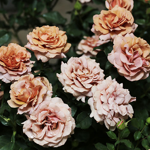 Rose Mokarosa Rose Mokarosa
