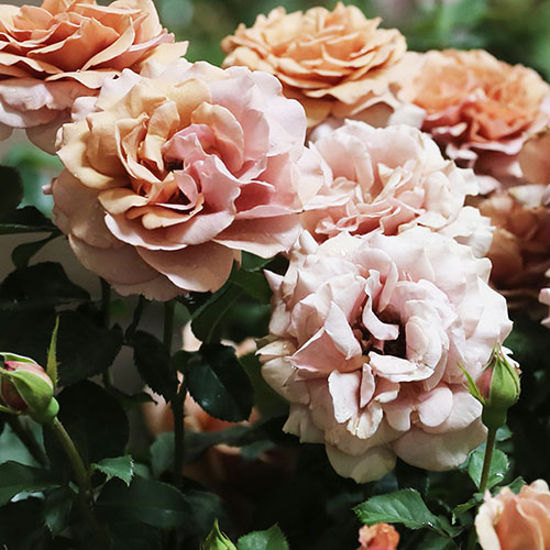 Rose Mokarosa Rose Mokarosa