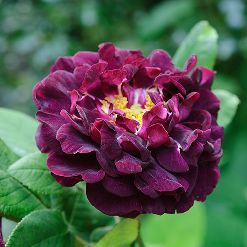 Rose Tuscany Superb Rose Tuscany Superb
