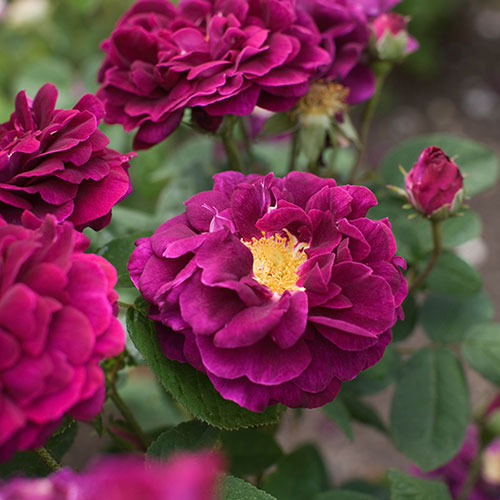 Rose Tuscany Superb Rose Tuscany Superb
