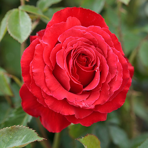 Harkness Rose Ruby Wedding 40th Anniversary ® Harkness Rose Ruby Wedding 40th Anniversary ®