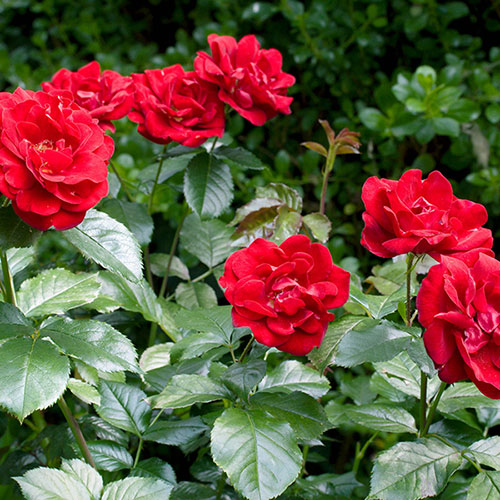 Harkness Rose Ruby Wedding 40th Anniversary ® Harkness Rose Ruby Wedding 40th Anniversary ®