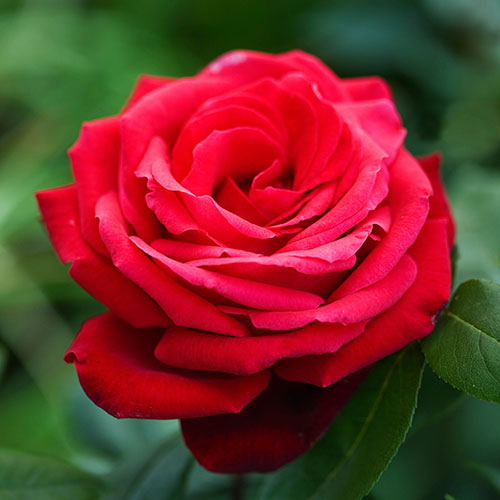 Harkness Rose Ruby Wedding 40th Anniversary ® Harkness Rose Ruby Wedding 40th Anniversary ®