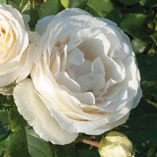 Rose Diamond Wedding 60th Anniversary �