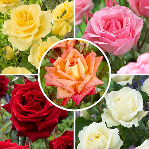 The Best Ever Hybrid Tea Rose Bush Trio