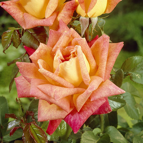 The Best Ever Hybrid Tea Rose Bush Trio