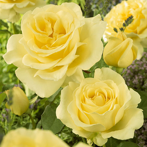 The Best Ever Hybrid Tea Rose Bush Trio