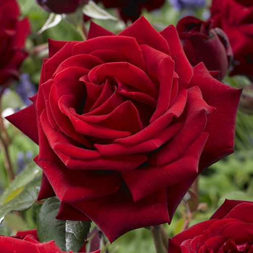 The Best Ever Hybrid Tea Rose Bush Trio