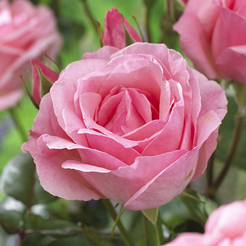 The Best Ever Hybrid Tea Rose Bush Trio