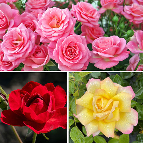 Garden Glamour Rose Trio