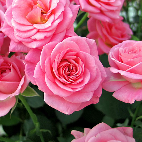 Garden Glamour Rose Trio Garden Glamour Rose Trio
