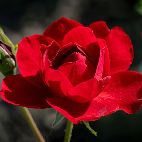 Garden Glamour Rose Trio Garden Glamour Rose Trio