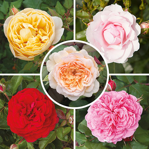 Classic Old English Shrub Rose Trio Classic Old English Shrub Rose Trio